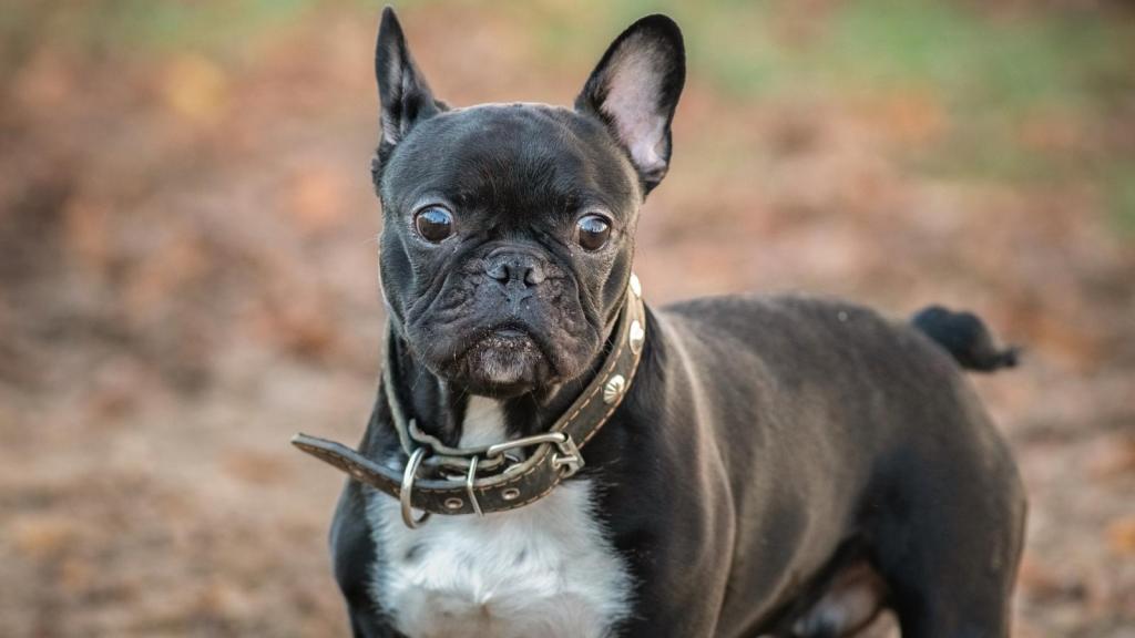 dog in a yard