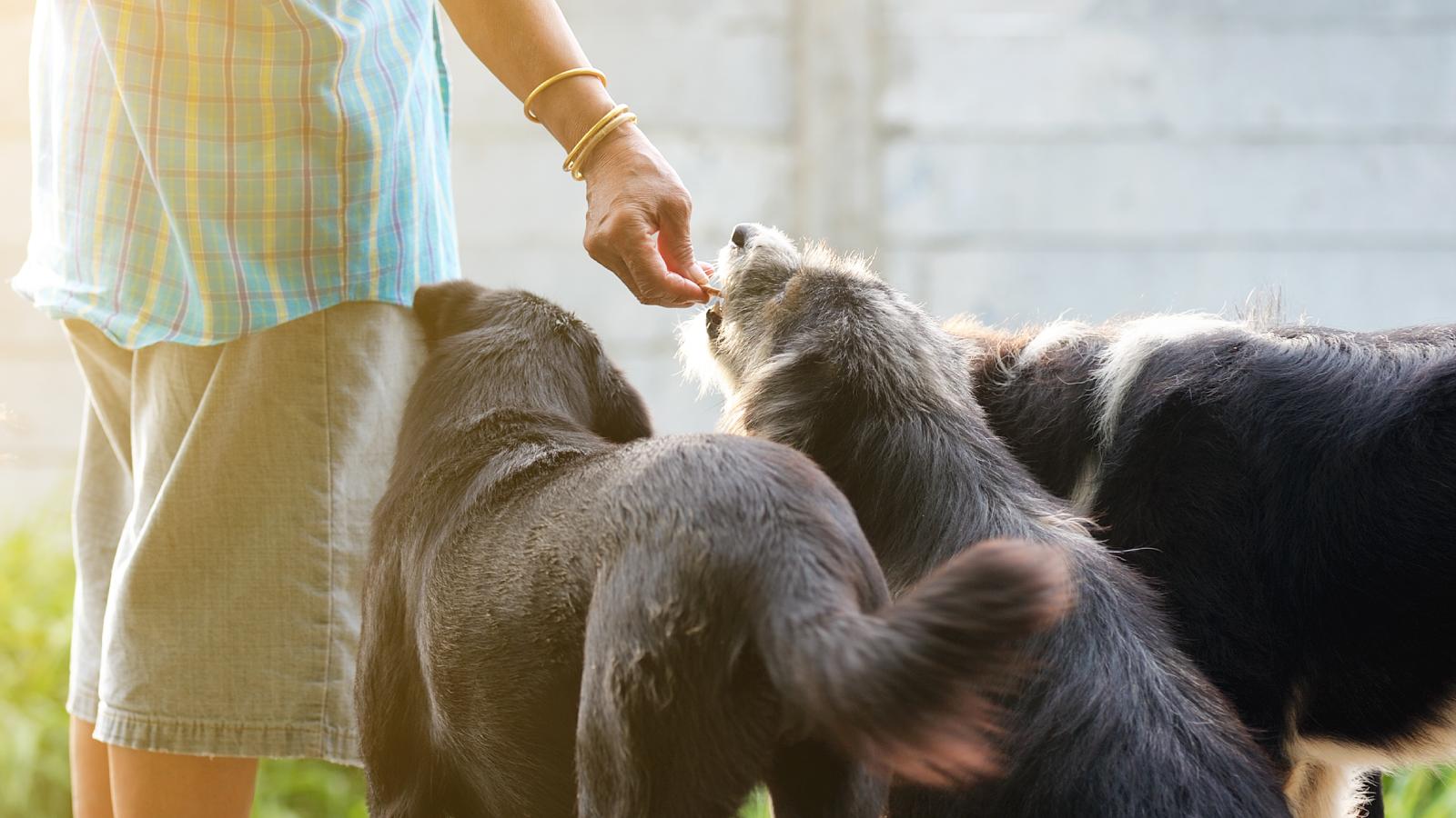 His Roommate Barely Takes Care Of His Own Dogs — So Hes Stuck Doing Most Of The Work man feeding some dogs