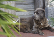 One Couple Pushes Back On An HOA Request To Prepare Their Patio For Painting, Saying Their Terminally Ill Dog’s Vet Visit Comes First