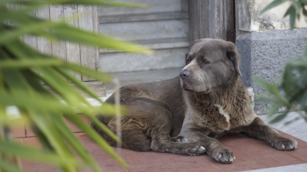 old dog lying on porch