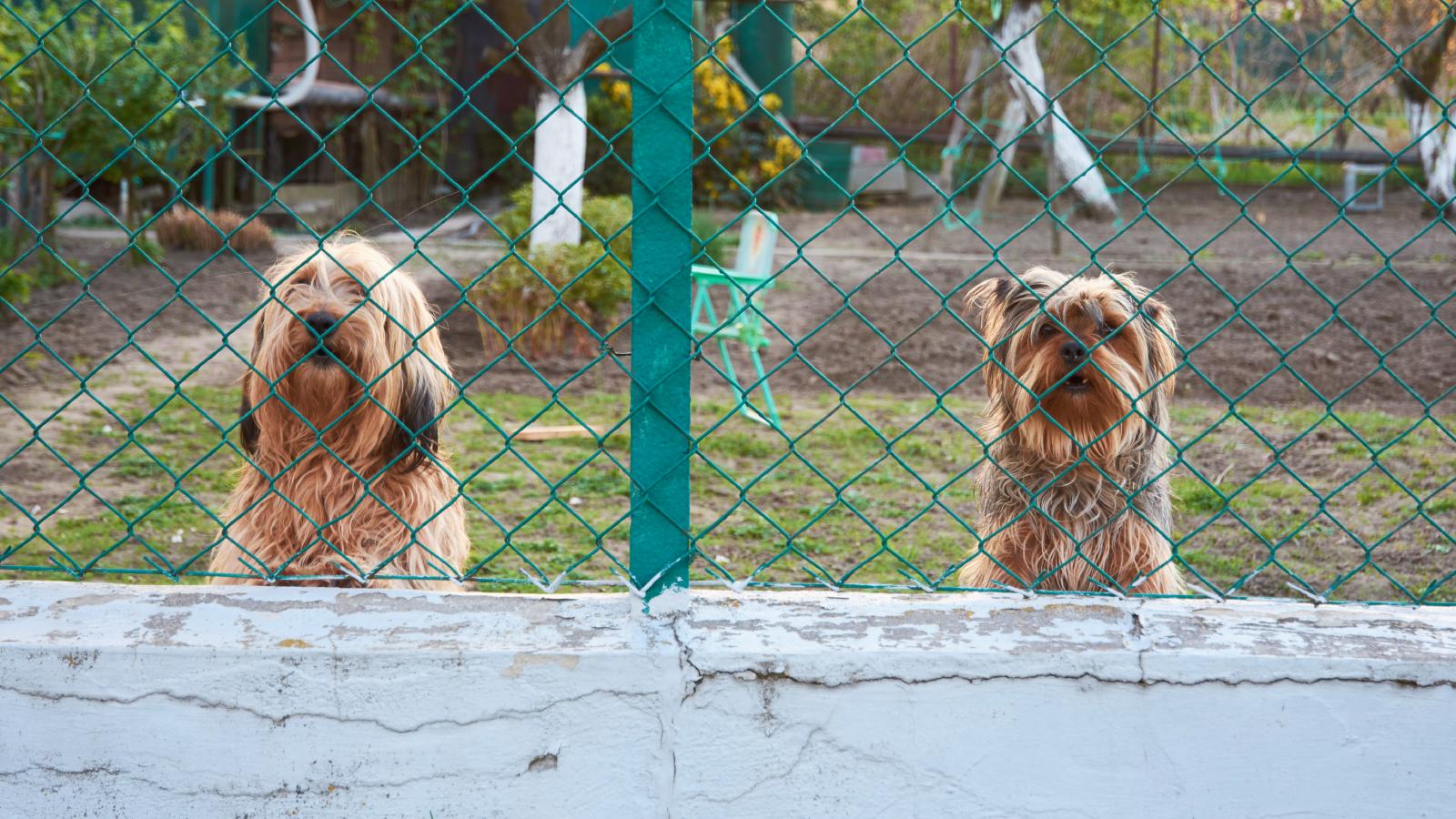 dogs in a backyard