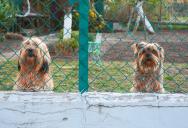 His Neighbors’ Dogs Bark All Day And Night — Now He Doesn’t Even Want To Be Home