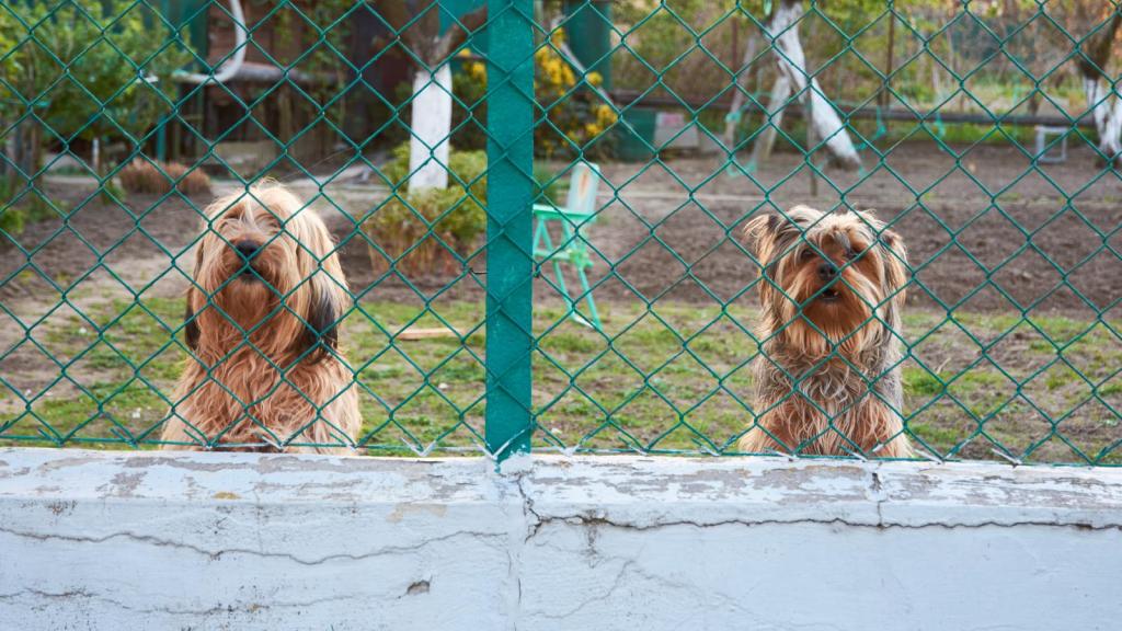 dogs in a backyard