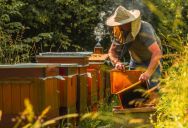 She Thought Moving Her Beehives Would End the Complaints—Then Her Neighbor Came Back With Another Demand