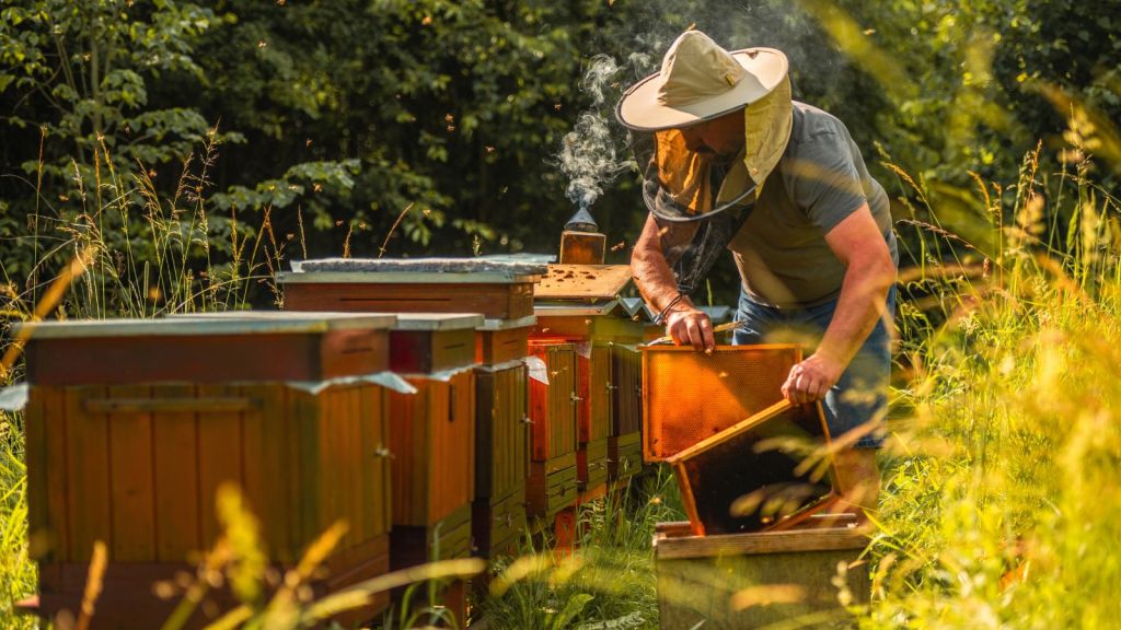 person tends to bee hives
