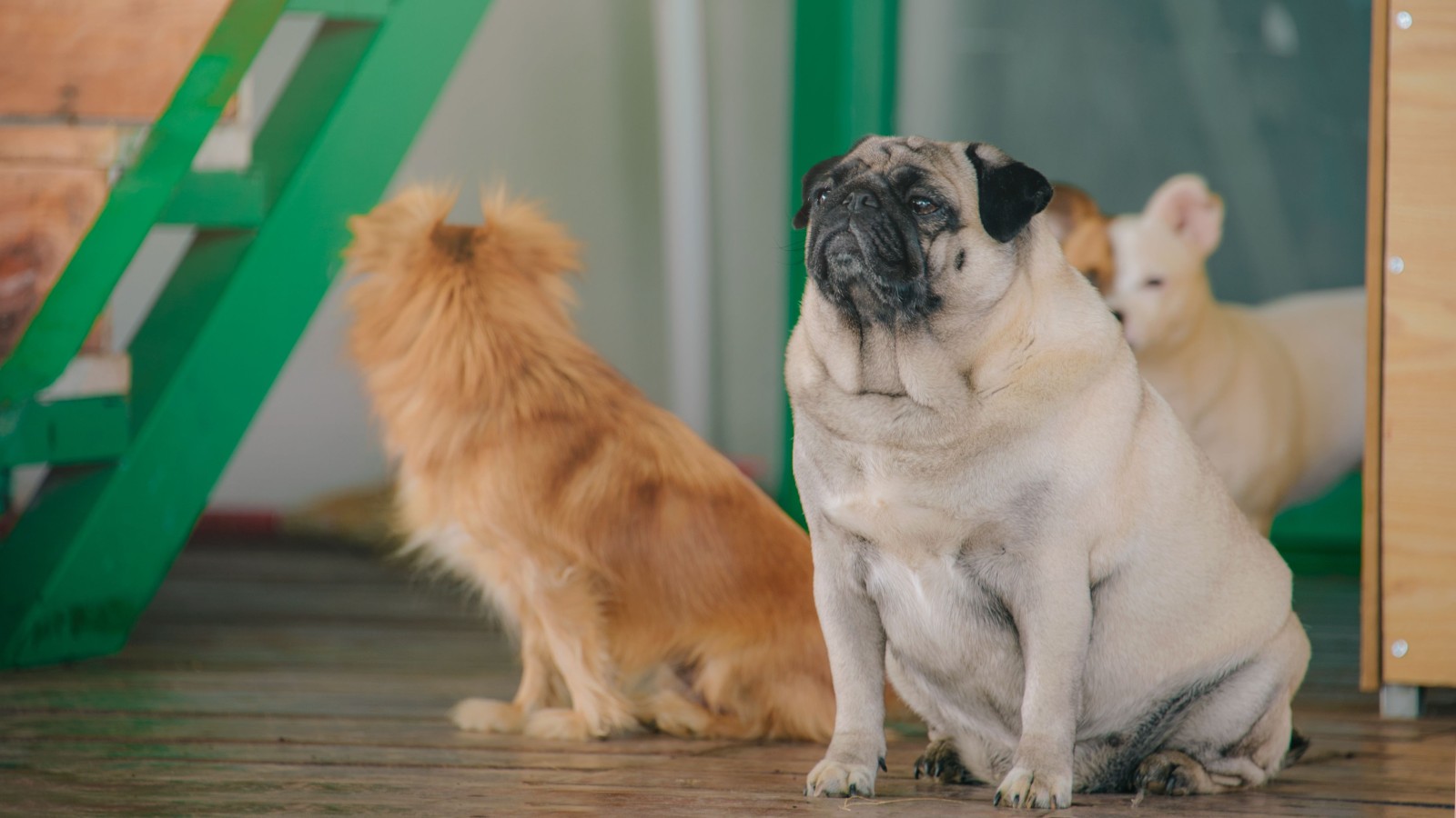 Everyone Brought Pets into the Apartment—but Only One Roommate Was Honest with the Landlord About It pexels minan1398 1618707 Everyone Brought Pets into the Apartment—but Only One Roommate Was Honest with the Landlord About It