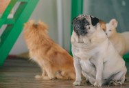 Everyone Brought Pets into the Apartment—but Only One Roommate Was Honest with the Landlord About It