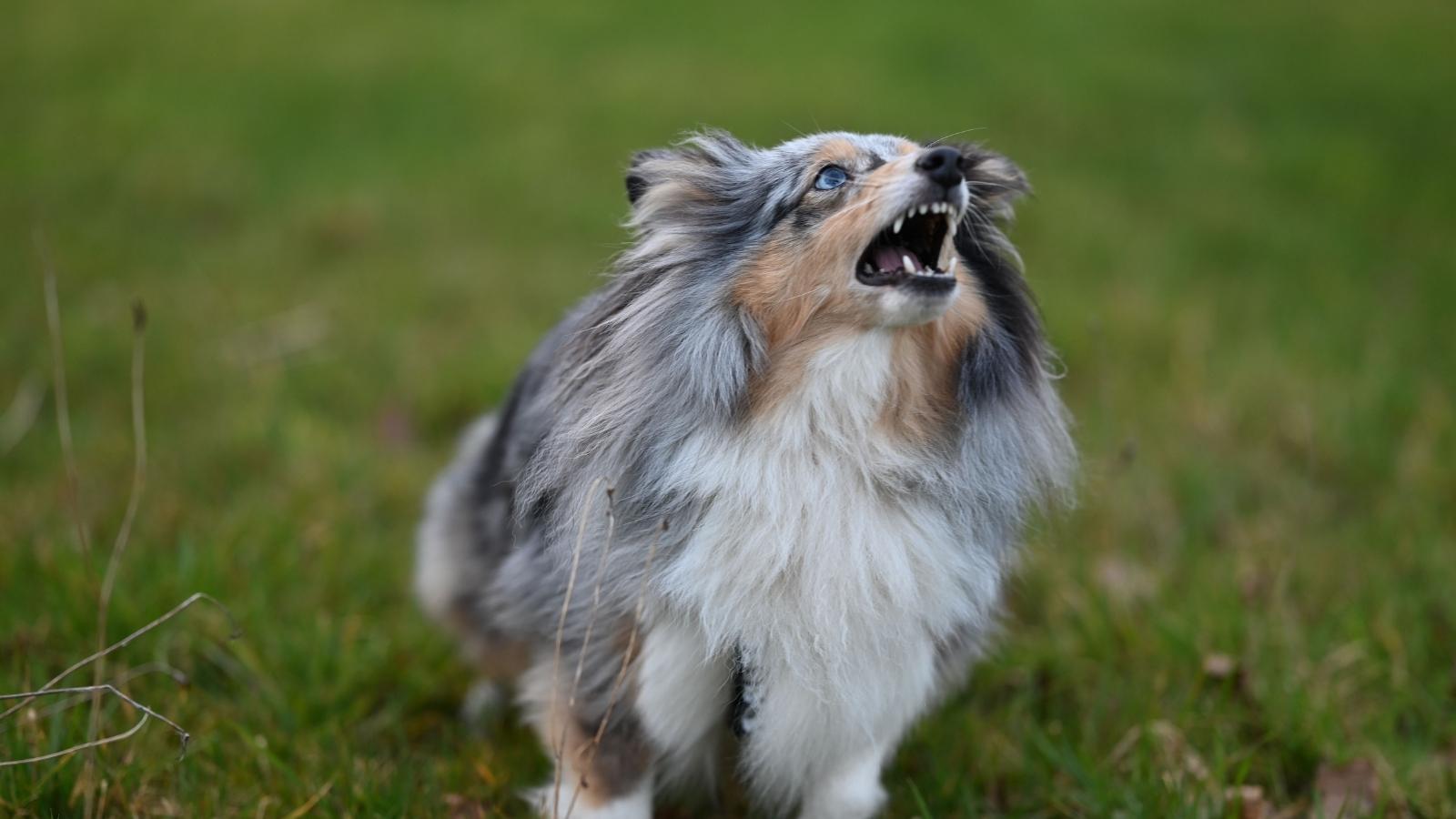 small dog barking