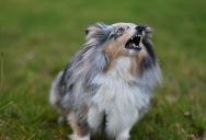 Her Roommate Promised a Quiet, Older Dog—Instead, She Got a Barking, Territorial Nightmare