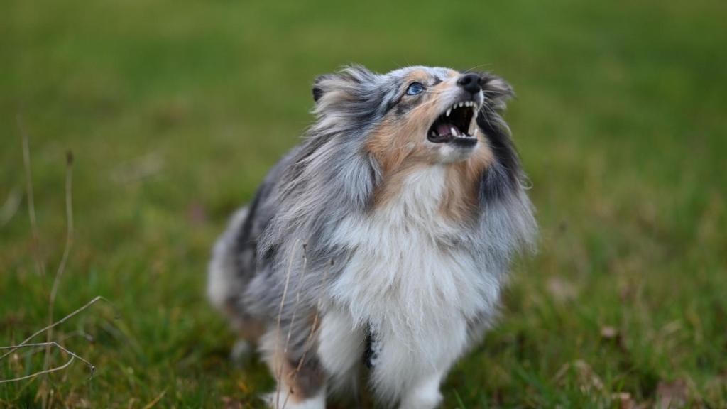 small dog barking