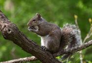 Her Neighbor Used Peanuts to Lure Swarms of Squirrels Into Her Garden—and She’s Ready for a Confrontation