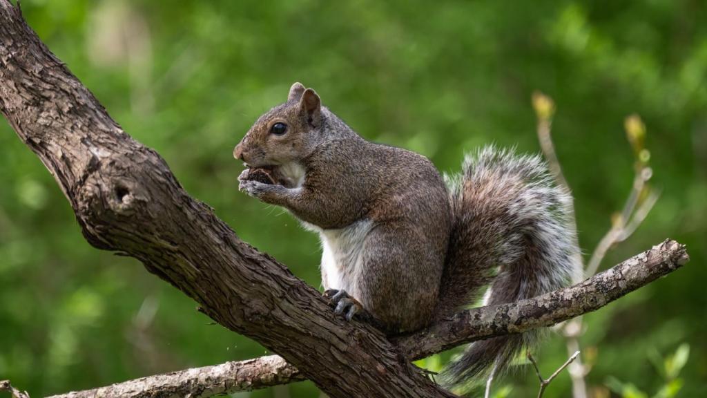 squirrel eating nut in a tree