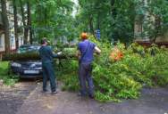A Storm Knocked Down a Tree—Then a Neighbor Demanded He Clean Up Her Side of the Yard