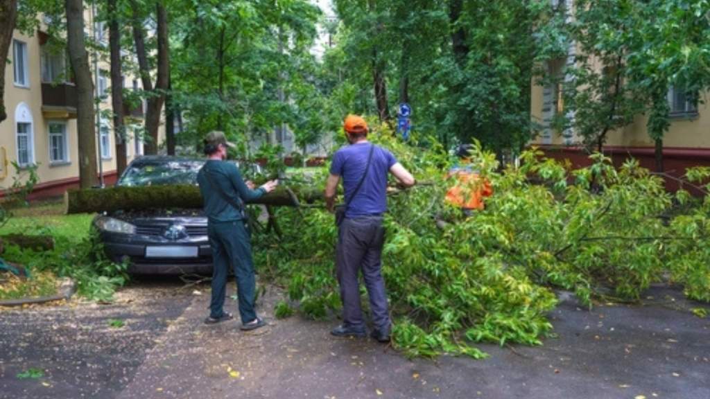 Cleaning up a fallen tree