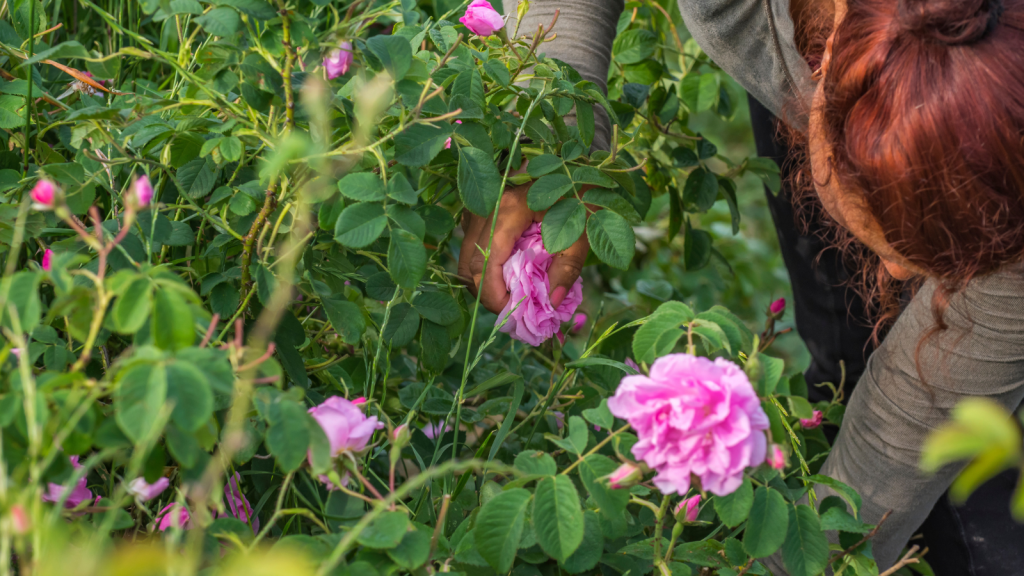 woman picking fresh pink roses