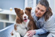 Clients Accused a Vet Clinic Owner of Animal Neglect—Unaware He Was Just Walking His Own Dog