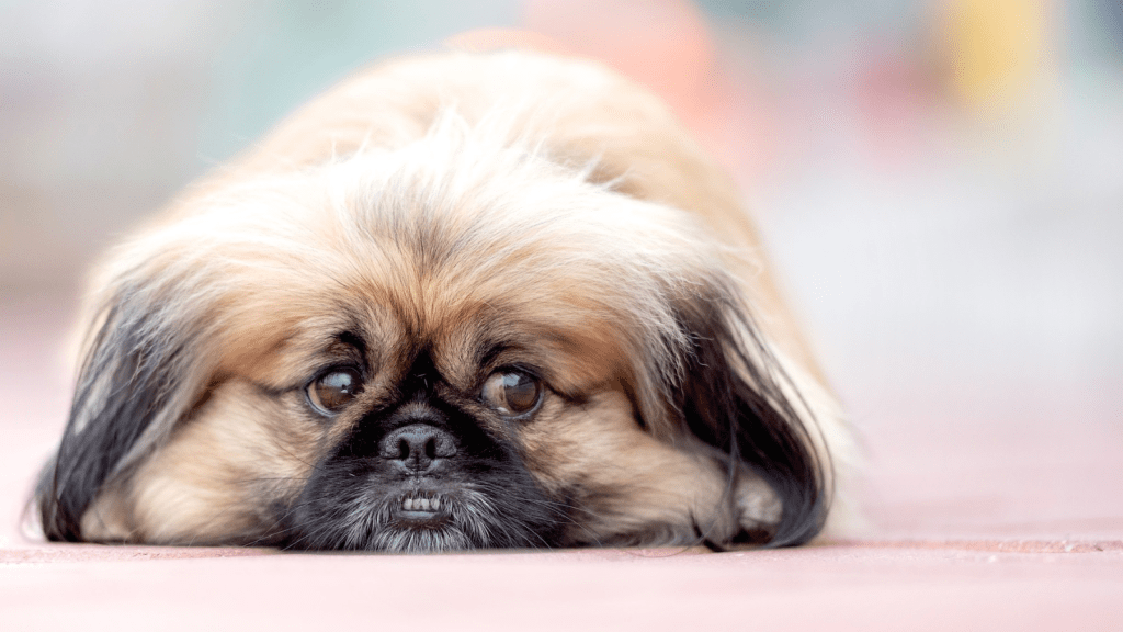 Older Sister Reaches Her Limit After Constant Requests For Money From Family, So She Cuts Them Off And Gets Called Selfish For It A sad dog lying on the floor