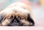 College Student Happily Puppy-Sits For Her Wealthy Sister For Free, But A Strange Request For Money During Vacation Makes Her Suspicious