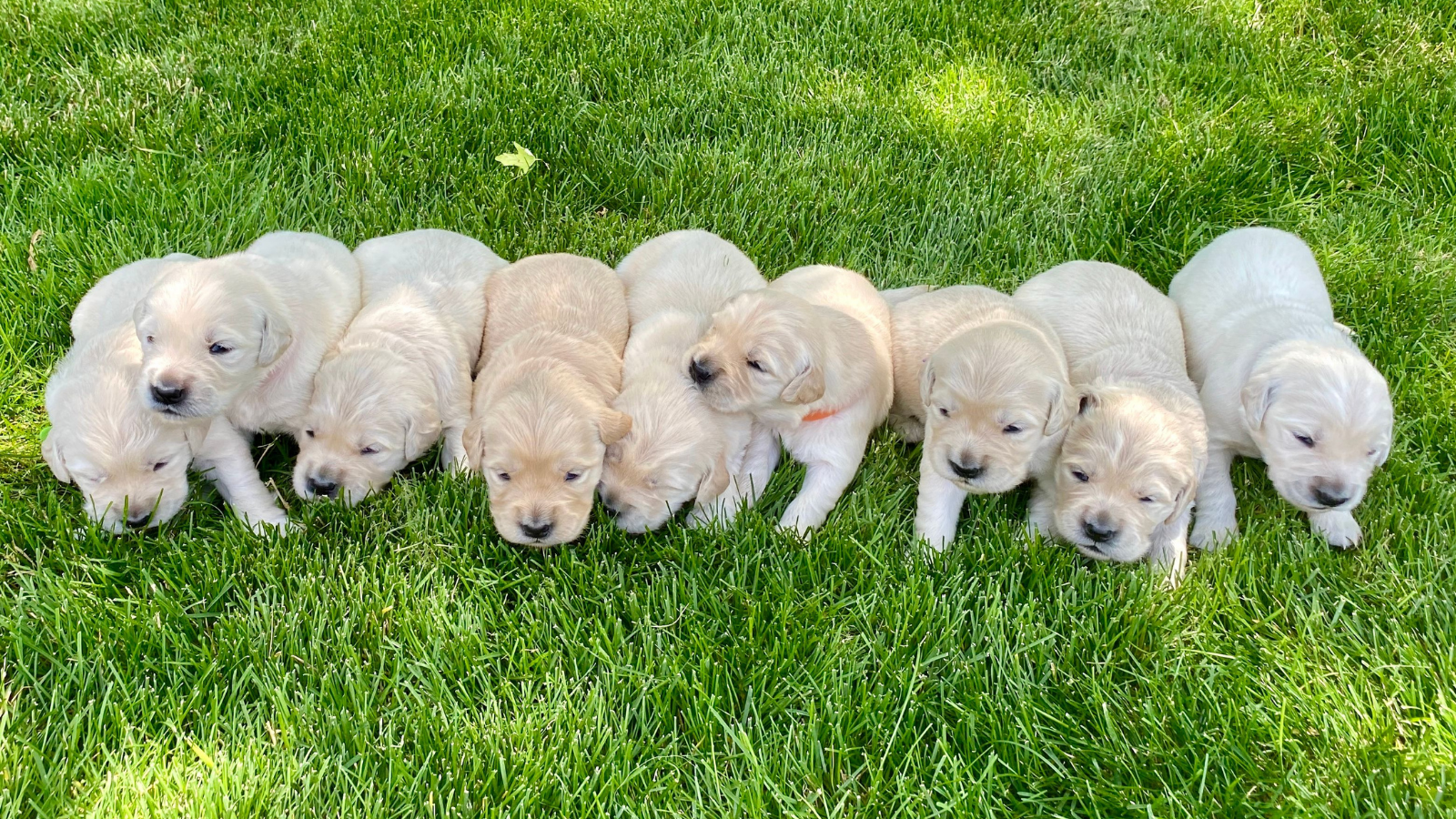 Woman Worried Her Roommate’s Puppies Weren’t Ready to Be Rehomed—Then Speaking Up Put Her Own Living Situation at Risk Nine puppies on a lawn