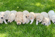 Woman Worried Her Roommate’s Puppies Weren’t Ready to Be Rehomed—Then Speaking Up Put Her Own Living Situation at Risk