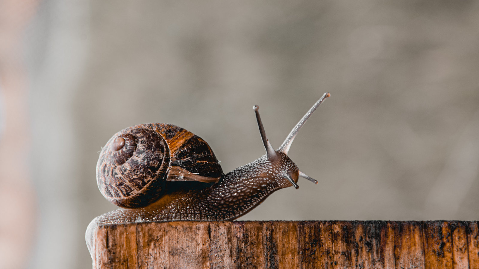 A snail on some wood