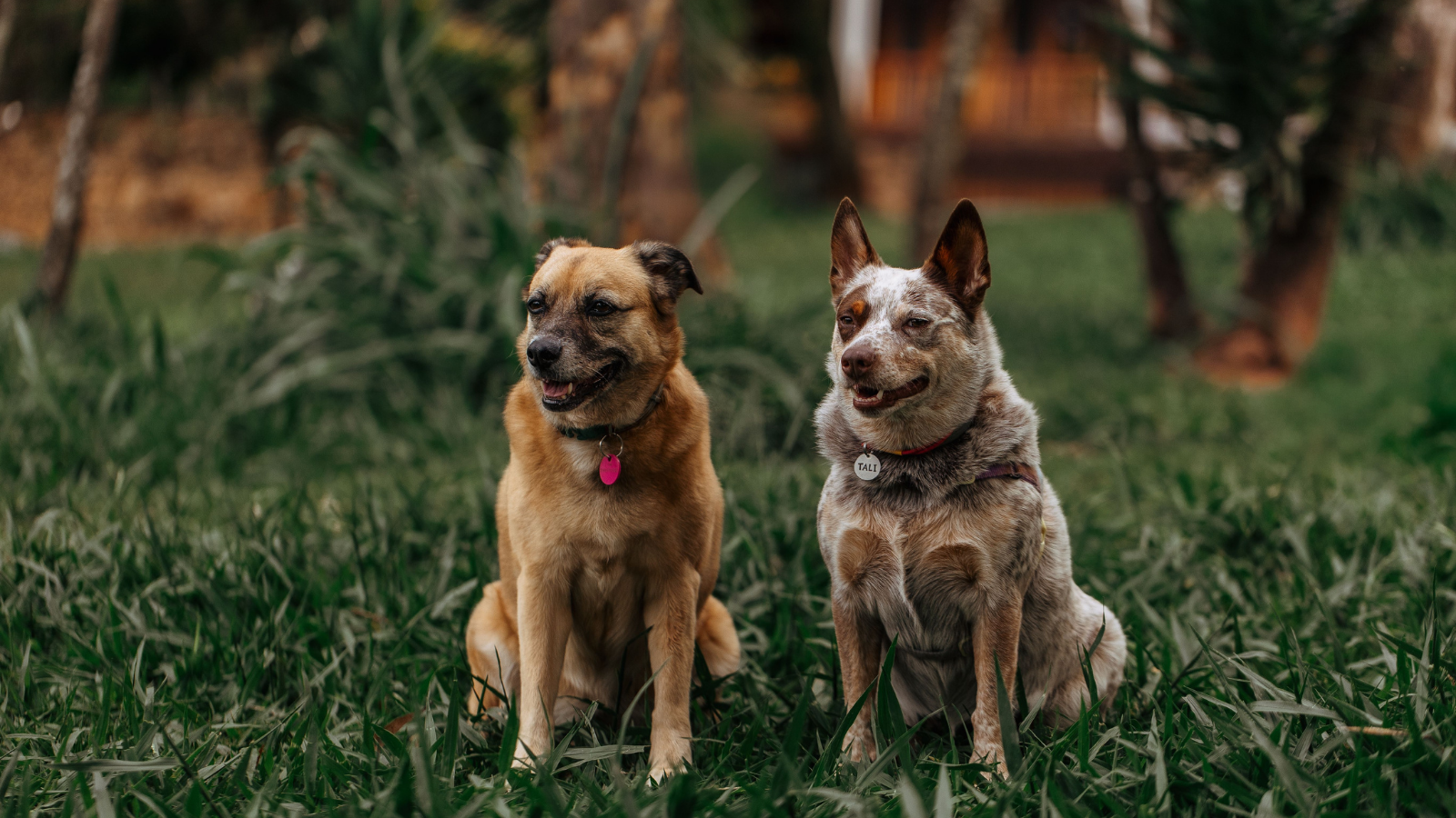 Aunt Paid Her Nieces Handsomely To Watch Her Dogs, But One Was Upset When Allergies Left Her Earning Minimum Wage Elsewhere Two dogs in a field