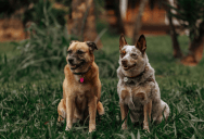 Aunt Paid Her Nieces Handsomely To Watch Her Dogs, But One Was Upset When Allergies Left Her Earning Minimum Wage Elsewhere