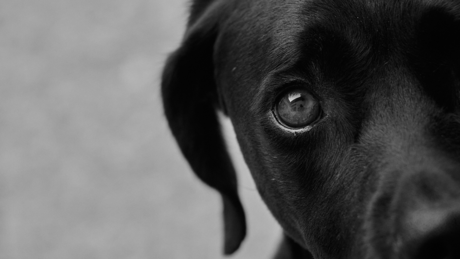 Couple Moved Into A New Apartment And Were Nothing But Polite, But Their Neighbor Hated Them Because Of Their Innocent Dog A close up of a black dog