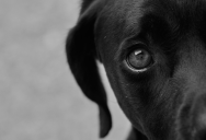 Couple Moved Into A New Apartment And Were Nothing But Polite, But Their Neighbor Hated Them Because Of Their Innocent Dog