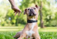 His Neighbor’s Neglected, Constantly Barking Dog Is Driving Him Crazy — But He Knows Who’s Really to Blame