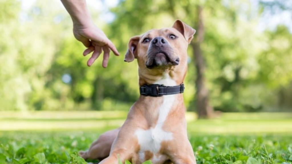 Annoyed dog