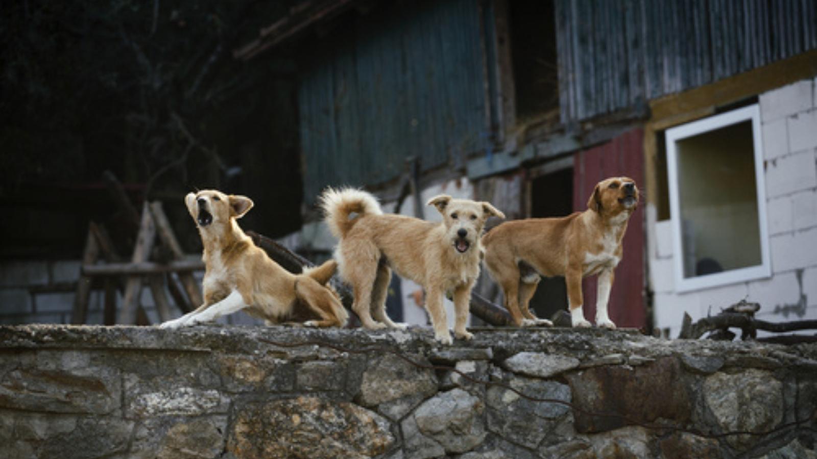 Dogs in the yard
