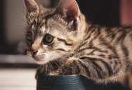 She Replaced Two Pairs of Shoes After Her Cat Ruined Them — Now Her Roommate Wants Her to Get Rid of the Cat