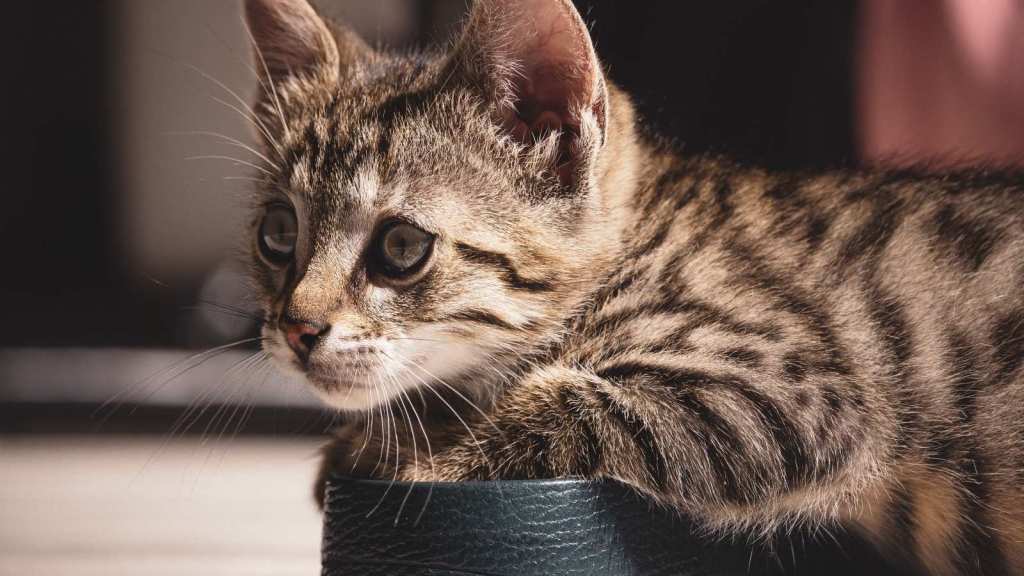 Cute young cat laying in someone's shoe