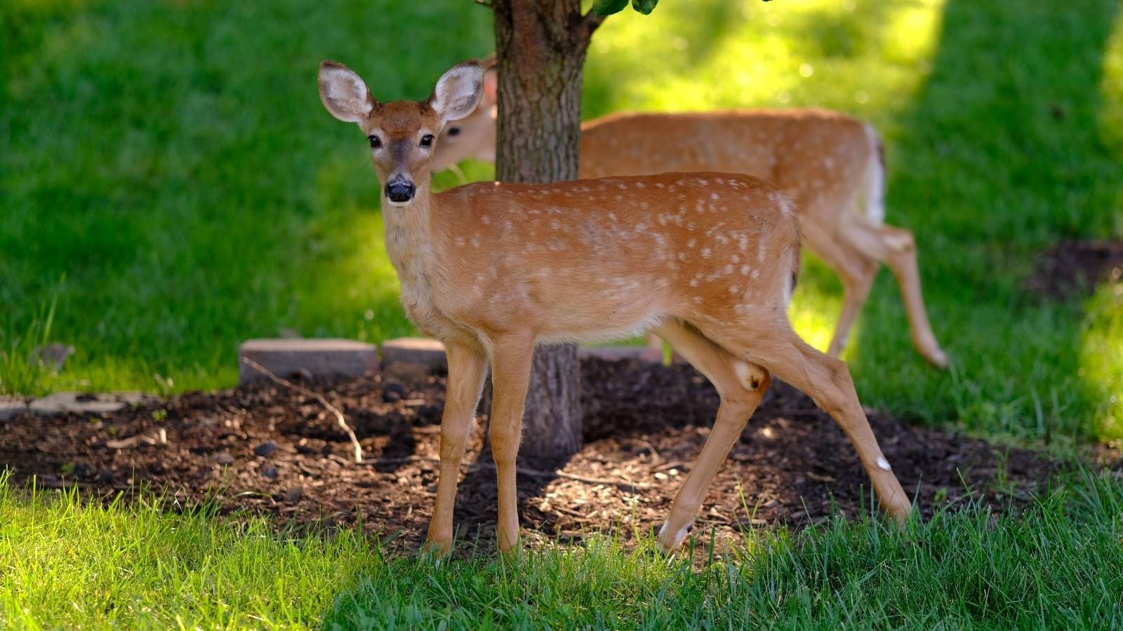 His Neighbor Moved the High Pitched Animal Deterrent—But Weeks Later, the Noise Started Again Baby deer standing next to a tree in someone's yard