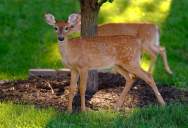 His Neighbor Moved the High-Pitched Animal Deterrent—But Weeks Later, the Noise Started Again