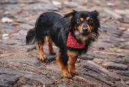A Woman Refused to Keep Hard-Training Her Parents’ Dog After Catching Them Feeding Him Table Scraps—Including Toxic Grapes