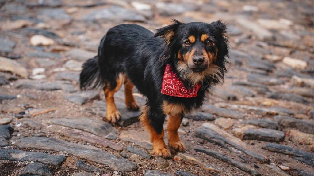 Black and red dog outside wearing a bandana