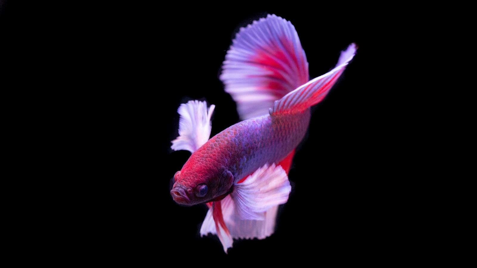 Her Daughters Beloved Betta Fish Died — She Told Her the Truth. Her Husband Thinks She Shouldve Just Swapped It Pretty betta fish against a black background