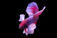 Her Daughter’s Beloved Betta Fish Died — She Told Her the Truth. Her Husband Thinks She Should’ve Just Swapped It