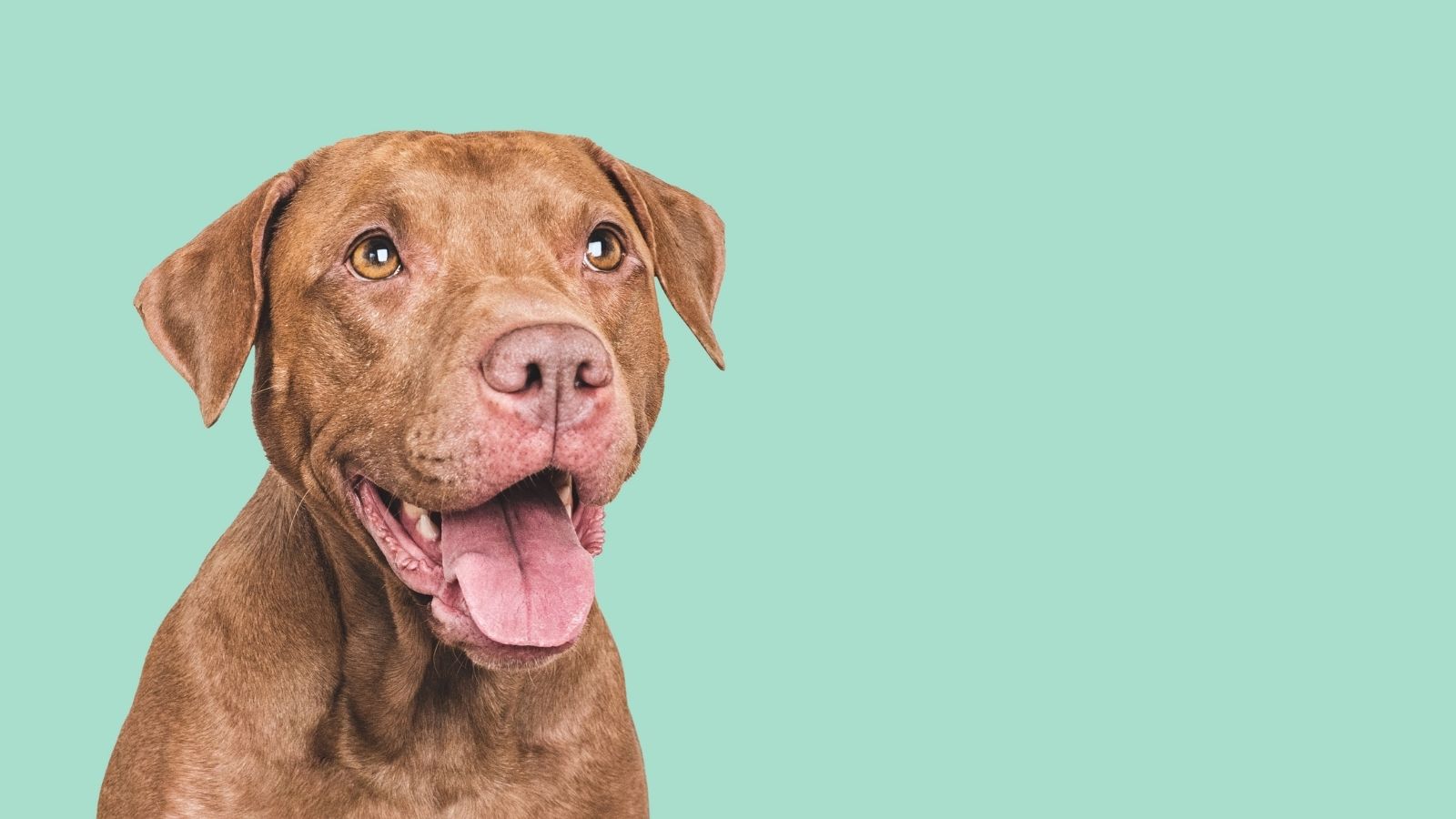 happy pit bull dog