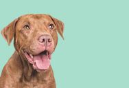 She Gave the Neighborhood Kids a Simple Answer About Her Dog. Their Mom Was Furious