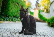 A Man Destroyed His Neighbor’s Garden, But Her Cat Stood Guard Until He Backed Off