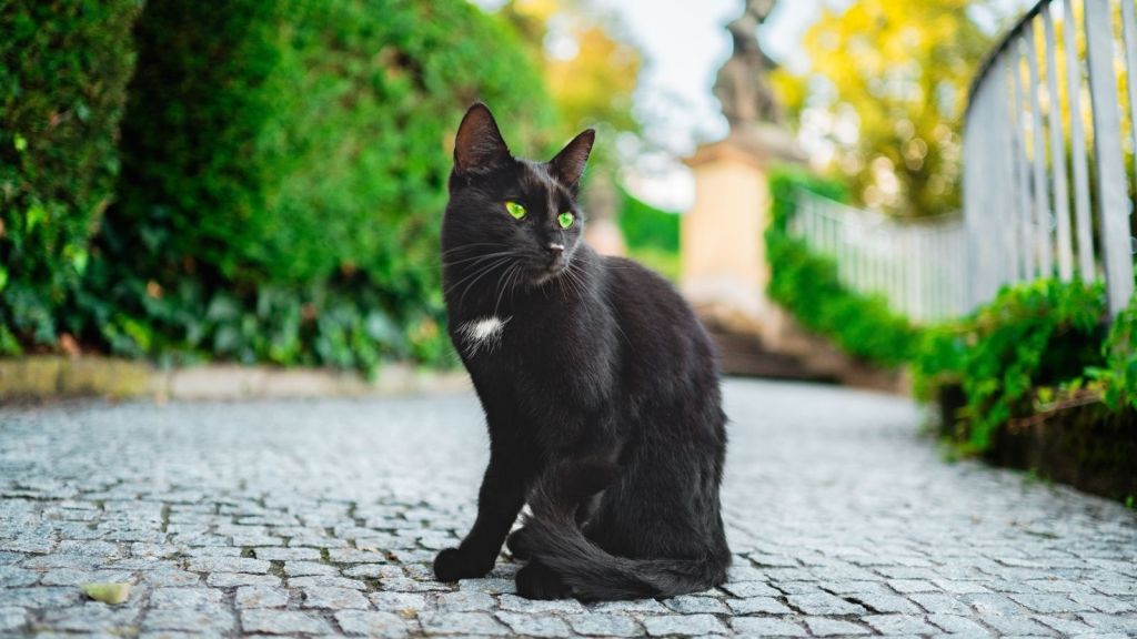black cat outside