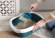 Divorced Woman Blames Her Ex-Husband’s Affair Partner for Their Breakup—So She Puts Used Kitty Litter in Her Car