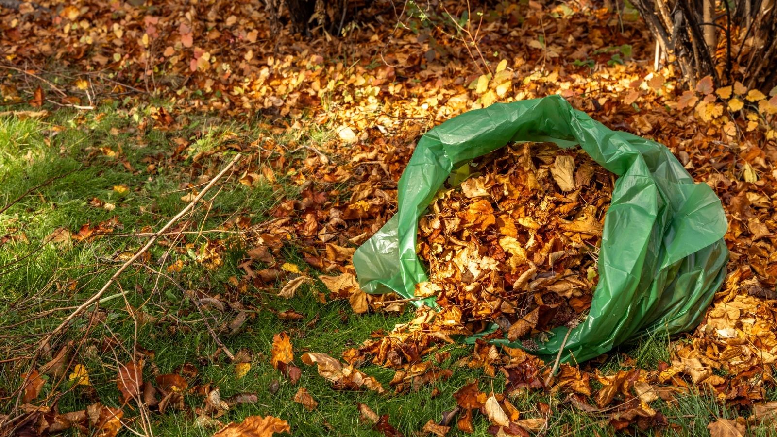 bag filled with dead leaves