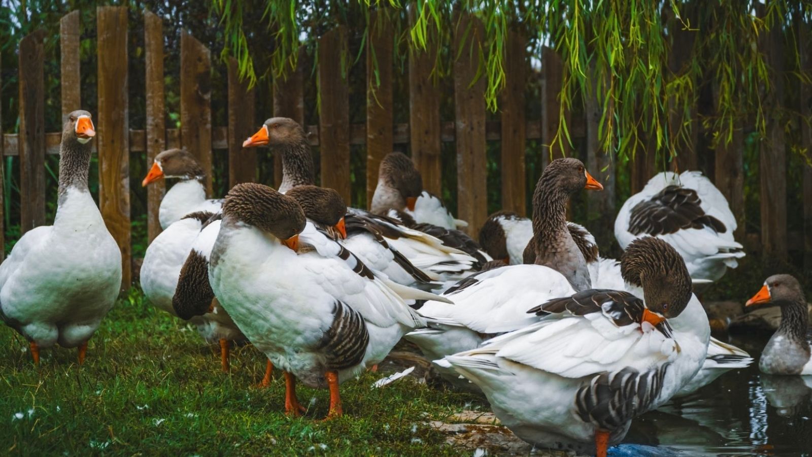She Transformed Her Suburban Yard into an Unofficial Waterfowl Sanctuary—Then Her Neighbors Claimed Her Feeder Was Single Handedly Destroying Their Home Value a bunch of geese