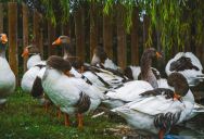 She Transformed Her Suburban Yard into an Unofficial Waterfowl Sanctuary—Then Her Neighbors Claimed Her Feeder Was Single-Handedly Destroying Their Home Value