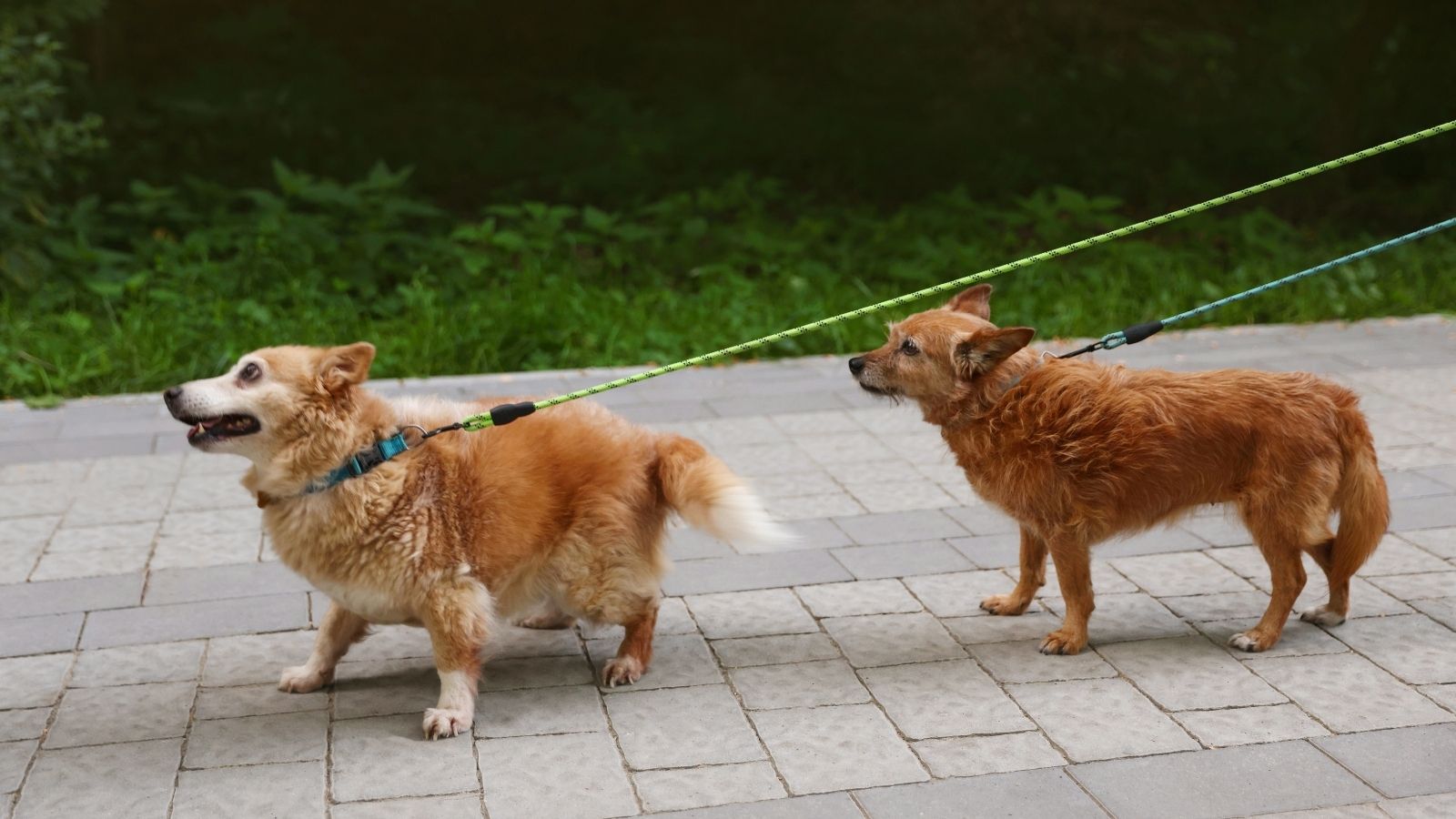 Two Women Walked Their Dogs Through An HOA Neighborhood, But A Resident Told Them They Couldnt Be There two small dogs on leashes