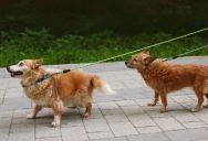 Two Women Walked Their Dogs Through An HOA Neighborhood, But A Resident Told Them They Couldn’t Be There